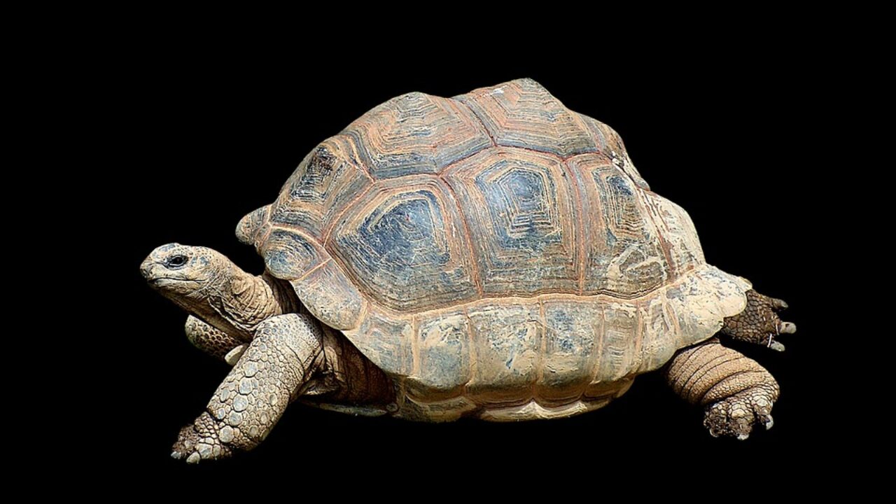 ヘラクレイトス 最初の哲学者は俺だ ゼノン ソクラテスに影響を与えたのは俺だ Iq