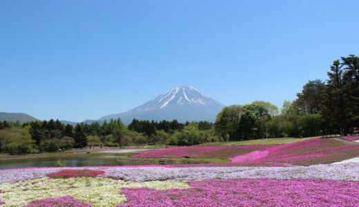 『富士芝桜まつり』写真一覧